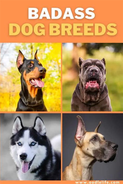 A Detailed Guide on Some of the Most Badass Dog Breeds